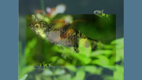 TOP 10 BEST FRESHWATER FISH FOR YOUR AQUARIUM