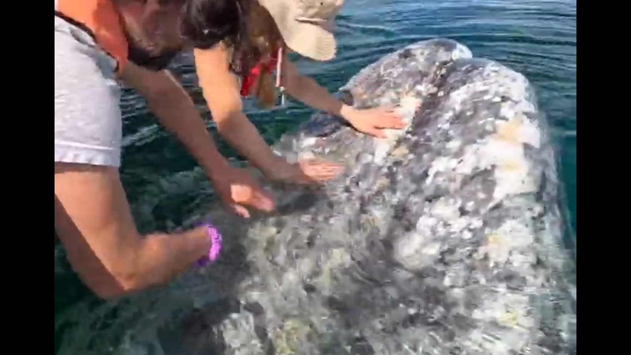 Friendly Whale Gets Face Scratch