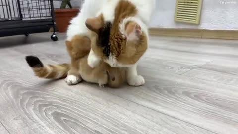 Foster mom cat takes care of a meowing kitten (cat voice)