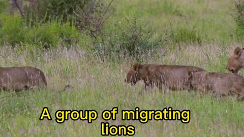 Lion migration