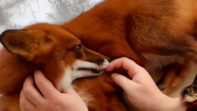 playful animals