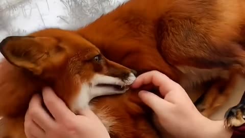 playful animals