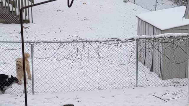 Drex fencing with the neighbors dogs