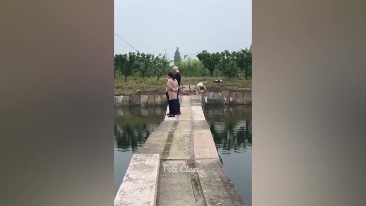 Funny Animals 😂 Funny Dog Videos 2023 🐶part 4