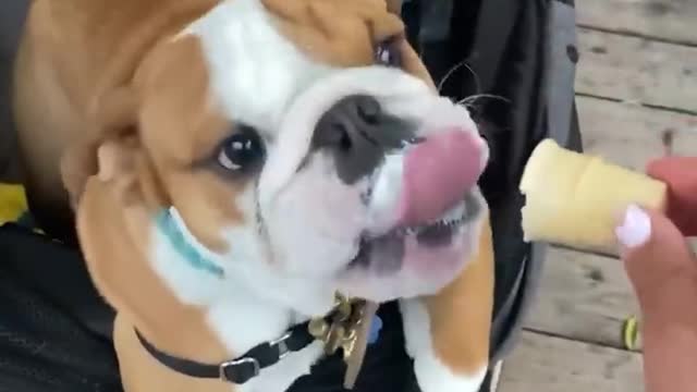 Very cute lovable adorable puppy