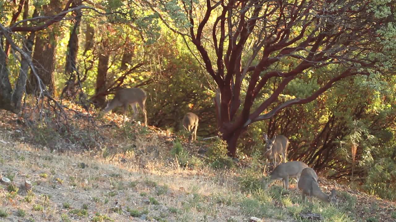 California Mule Deer Female Deer Wildlife Grazing