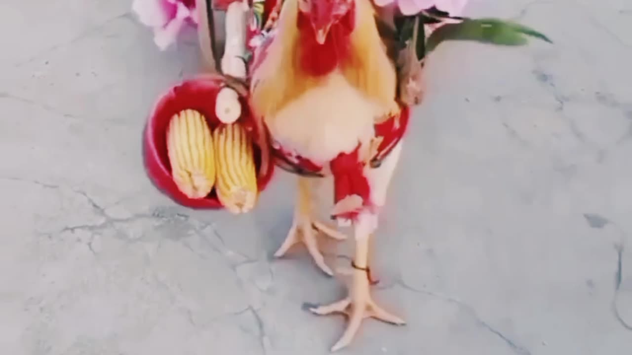 Look what the chicken did