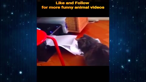 Funny cat videos