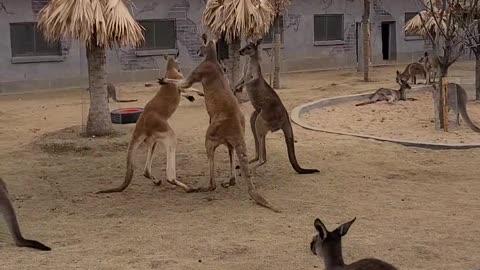 The kangaroo