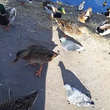 very hungry ducks