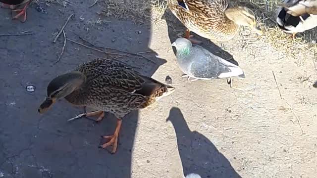 very hungry ducks