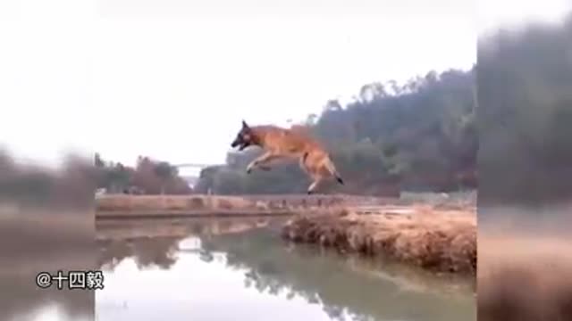 Acrobatic dogs