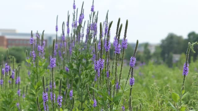 Bees in Flower Garden