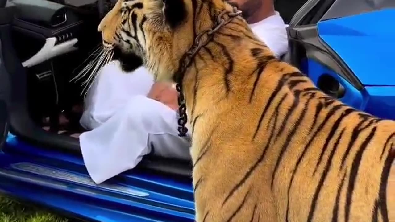 Dubai sheikh playing with his Lion and Cheetah || Dubai life style