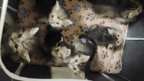 Diary of the growth of a little cat