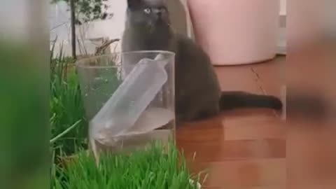 Cute & Funny Cat Videos Compilation - Cat Videos