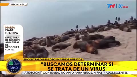 Lobos