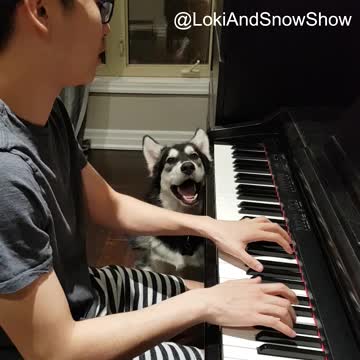 Husky sings along to owner's piano solo