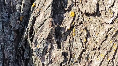 Tapping Silver Maple Trees