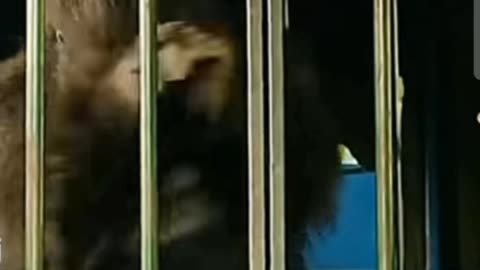 Funny Monkey Man