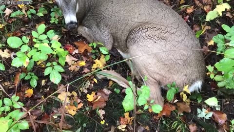 While These Men Were Fishing, This Animal Unexpectedly Emerged from the Tall Grass