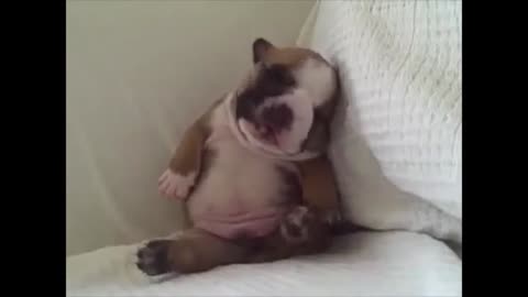 puppy asleep