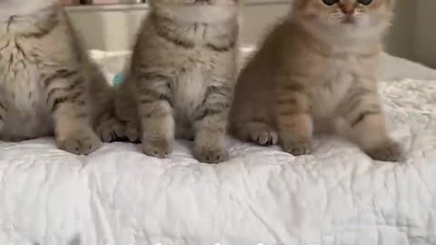 Wednesday kitten’s dance! Wait for it!