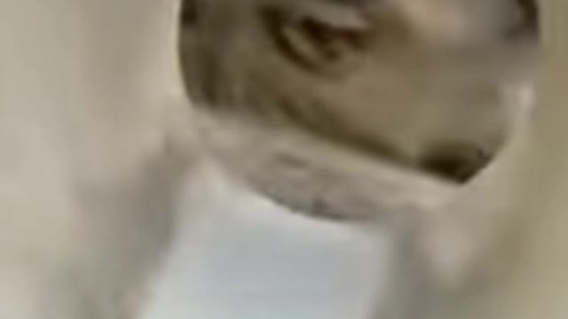 Funny dog ​​acts when they are angry