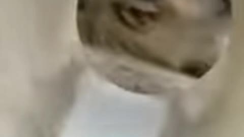 Funny dog ​​acts when they are angry