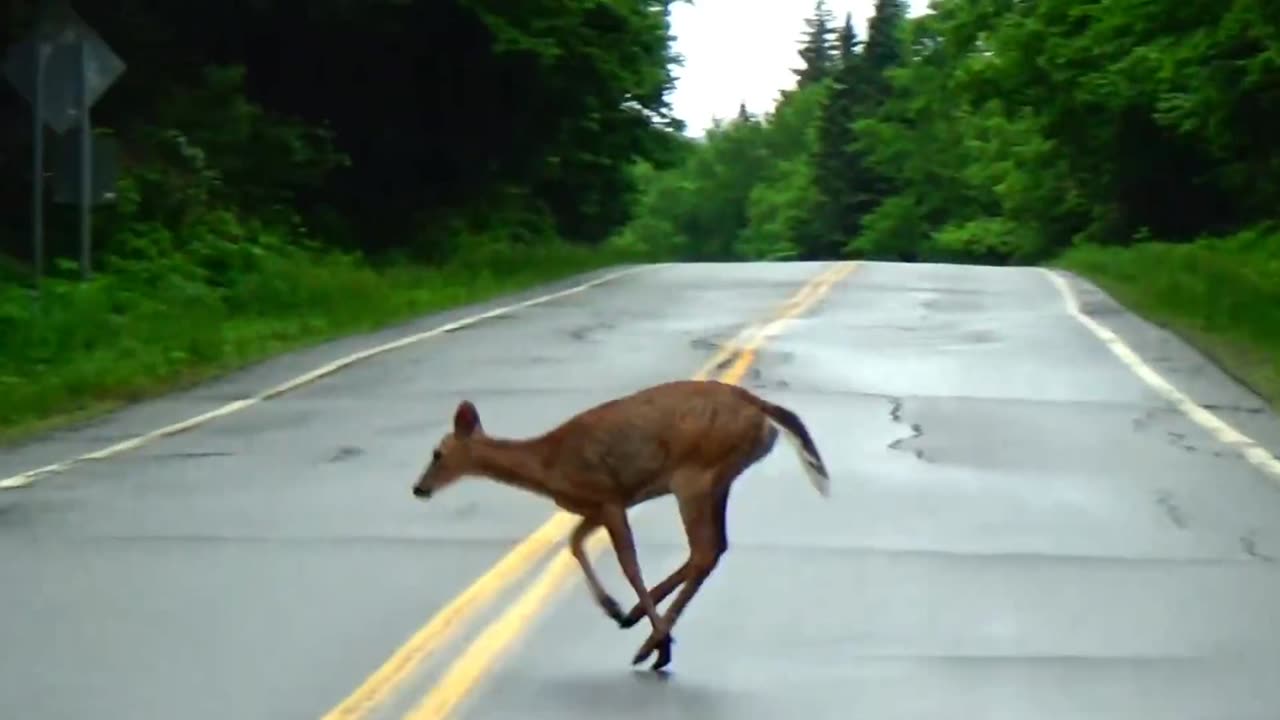 Deer Crossing