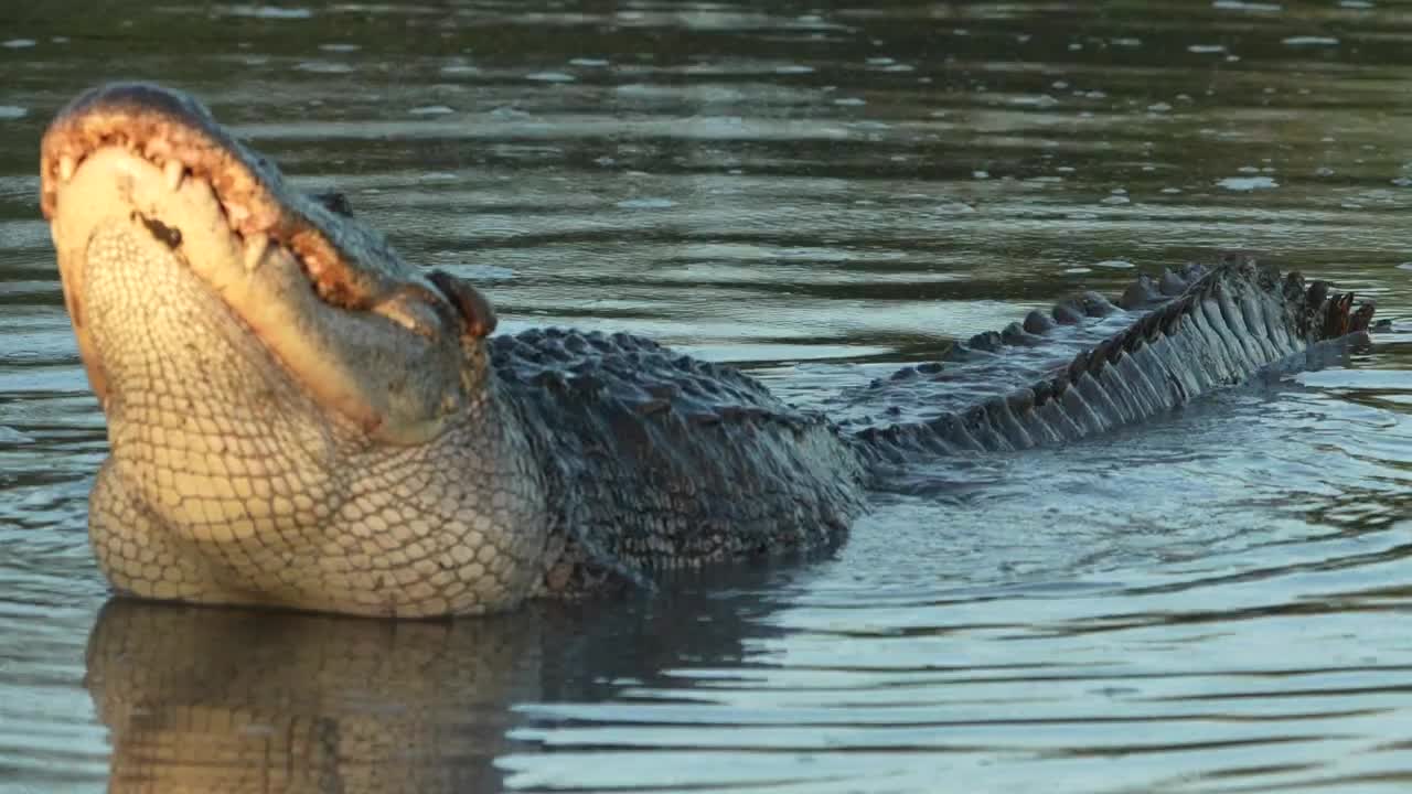 Alligator bellowing