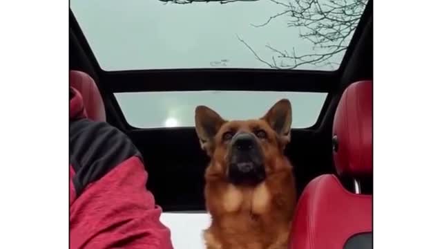 I wish my friends listen to me as intently as this dog