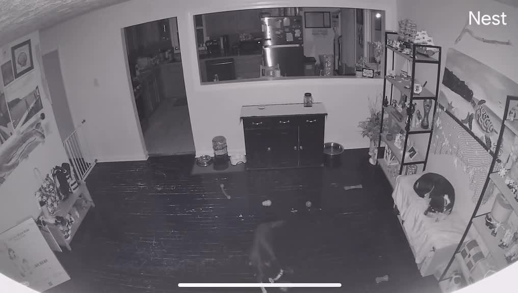 Dog tricks his pal to get the bed