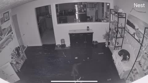 Dog tricks his pal to get the bed
