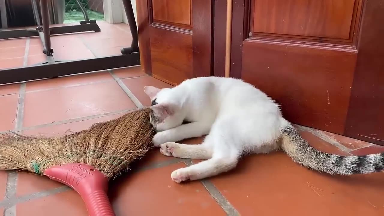Cat baby beautiful cats baby