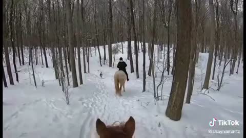 Horse TikToks That Went Viral! #1