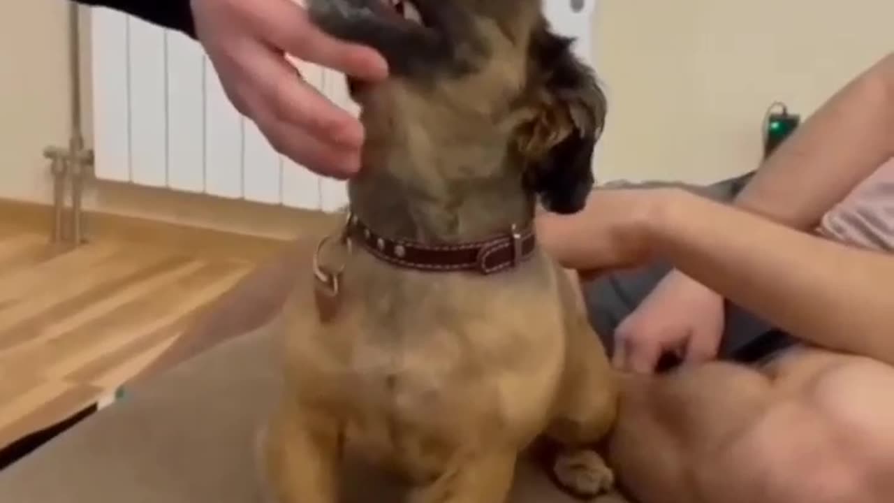 Funny Dog Video