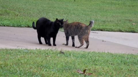 Bubba and Termite