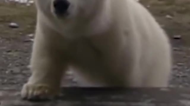 Orphaned Polar Bear Cub Says Hello To Researchers