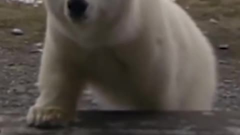 Orphaned Polar Bear Cub Says Hello To Researchers