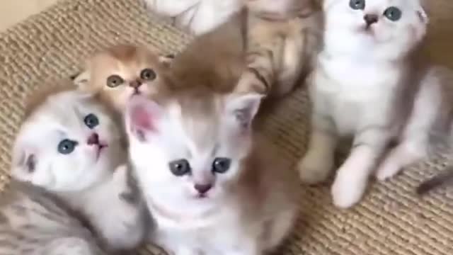 funny pets 3