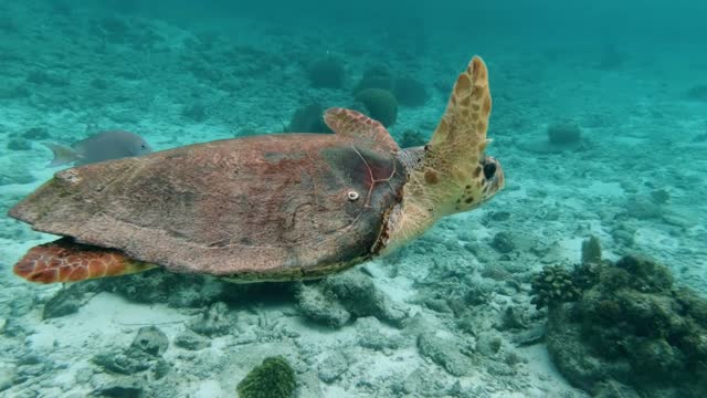 Turtle Ocean Sea Animal Caretta Caretta Water