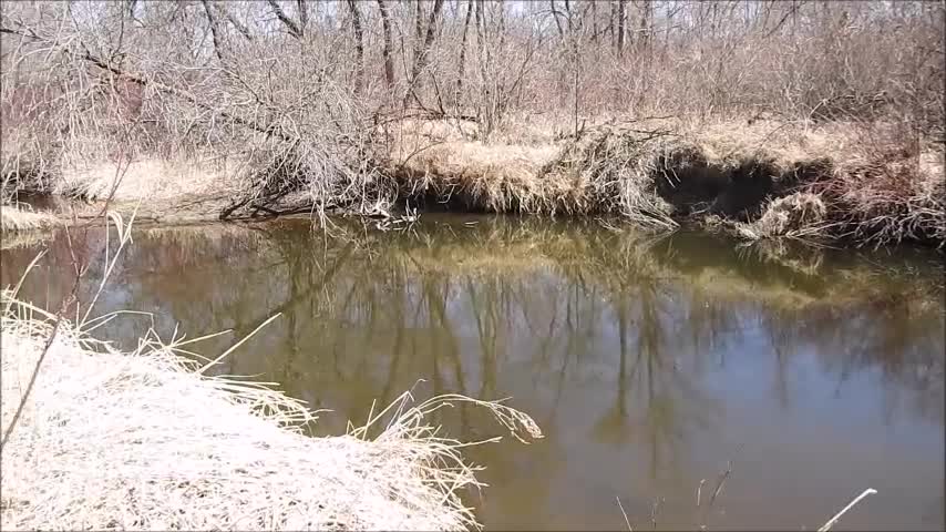 Checking around for a quiet spot by the creek