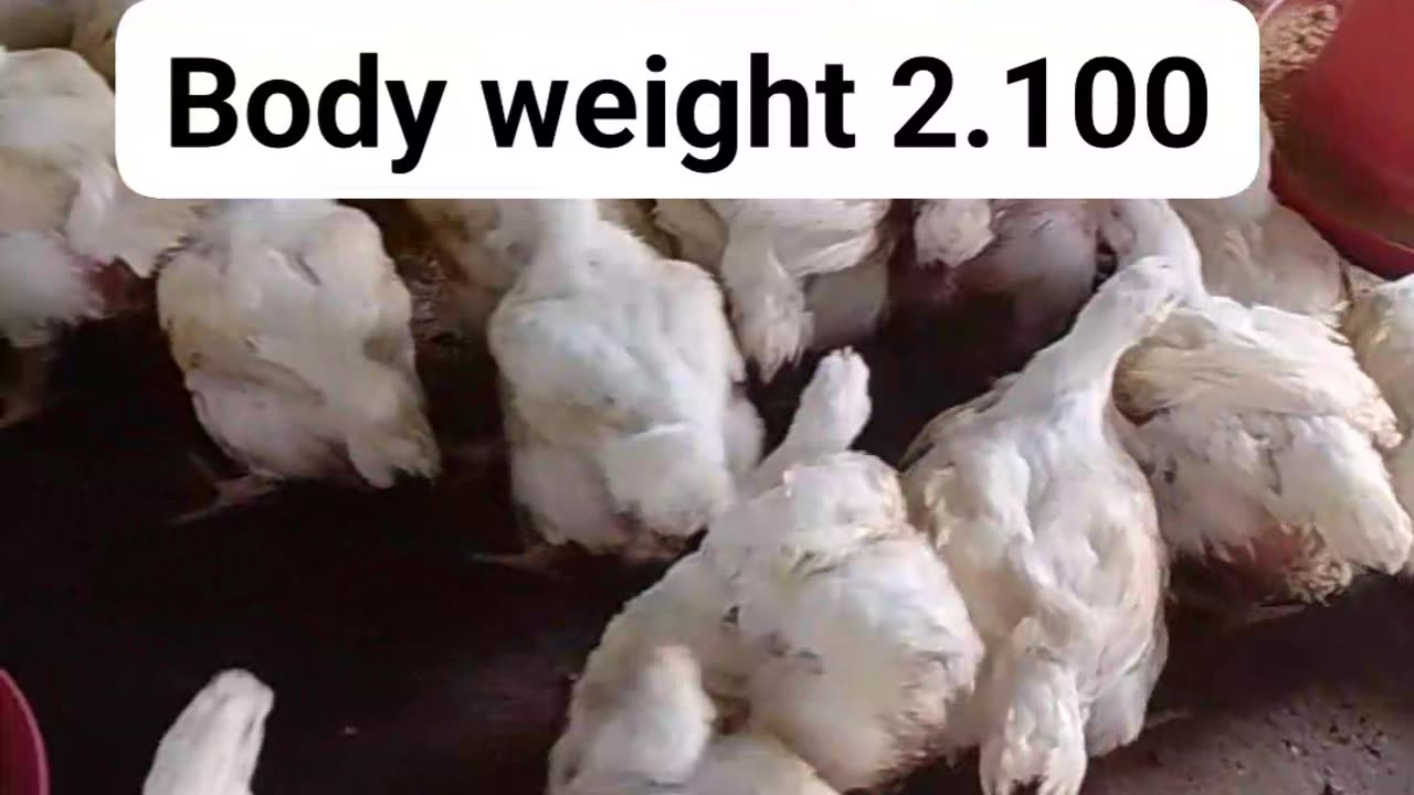 Poultry farm borlier size 38 days 2.100 body weight