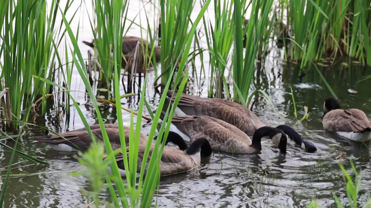 Ducks in rice field