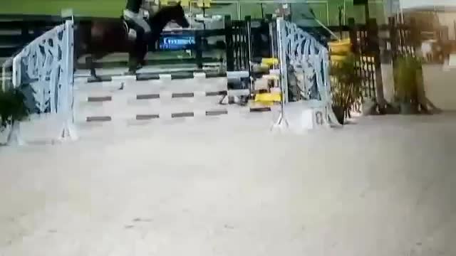 Fast jumping show horse