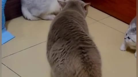 Cat is funny 🤣