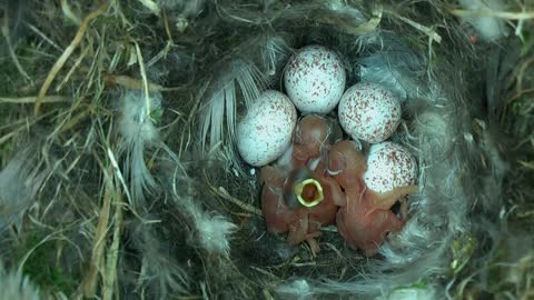 Tiny Woodland Bird Cyanistes Caeruleus Hatches out from an egg