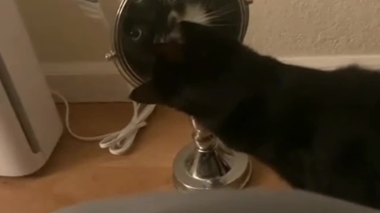 Cats being biggest troll