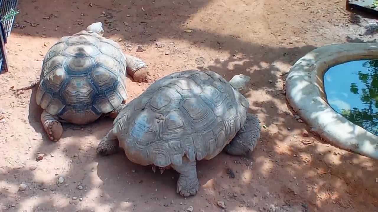 HUGE FAT TORTOISE TRYING TO ESCAPE AFTER TORTOISE STEALS HIS FOOD SPIKE GOES CRAZY-18